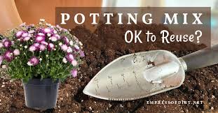 what to know before reusing old potting mix