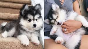 funny and cute husky puppies