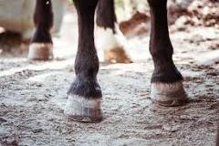 how-do-wild-horses-keep-their-hooves-trimmed