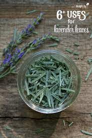 Maybe you would like to learn more about one of these? 6 Uses For Lavender Leaves