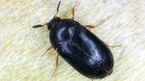 carpet beetles not just in carpets