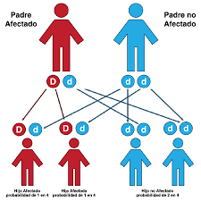 Introducción a la genética: Herencia y Leyes de Mendel