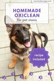 homemade oxiclean recipe pet stain