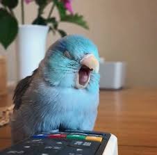 Image result for yawning bird