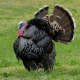 what-state-has-no-wild-turkeys