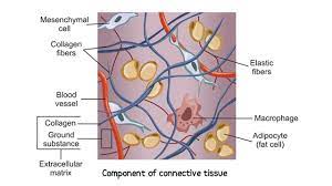 connective tissue definition