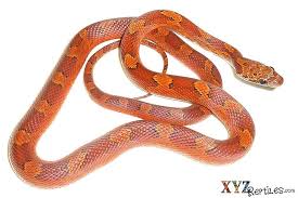 Is A Corn Snake The Right Reptile Pet