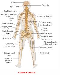 The nervous system is made up of a collection of nerves and specialized cells known as neurons tasked with transmitting signals from different parts of the body. Knowledge World General Knowledge Quiz Questions With Answers On Biology The Nervoussystem Part 2