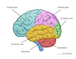 Anatomy of the human brain. Human Brain Diagram Labeled Unlabled And Blank
