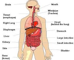 Moreover, there are many vital organs such as the heart, liver, gall bladder, kidney, and lungs under your right rib cage. Pin On For Me