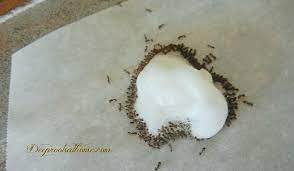 ants get rid of them their nest fast