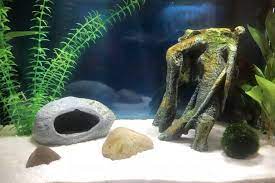 how to remove brown algae in fish tank