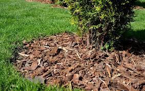 Does Mulch Attract Insects Green