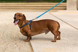 how much should i pay for a dachshund