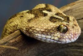 world s 10 most dangerous snakes