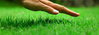 Founded right here in central texas, specializing in products designed specifically for our area… using organic whenever possible. How To Care For Your Emerald Lawn Emerald Lawns