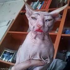 blacklisted hairless cat wearing makeup
