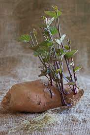 how to grow sweet potatoes the art of