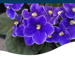 Growing Amazing African Violets - Ted Lare - Design & Build