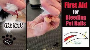 first aid for bleeding pet nails claws