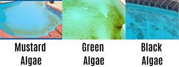 swimming pool from algae
