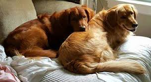 They are vaccinated, microchipped, flead and wormed up to date, they had a complete health check @ the vets & all passed with flying colours mum is our beautiful family member sammie. New England Golden Retrievers Home Facebook
