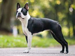 what s the of a boston terrier in