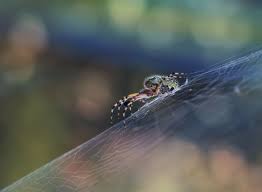 8 captivating facts about spider silk