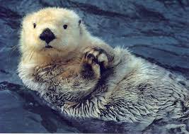 cute sea otter wallpapers top free