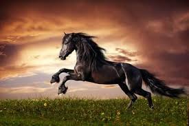 Photographic Print: Black Friesian Horse Gallop by dozornaya : 24x16in | Friesian  horse, Horses, Black horses