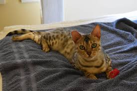 They can range from 5 to 15 lbs. Pnw Bengal Rescue Posts Facebook