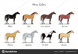 Pictures Horse Coloration Chart Horse Color Chart Set
