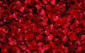 72 red rose background