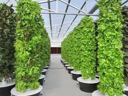 Indoor Farming Vertical Garden Plants