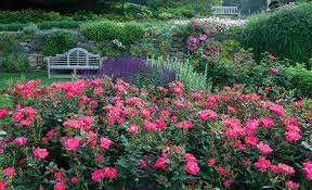 Small Rose Garden Ideas The Home Depot