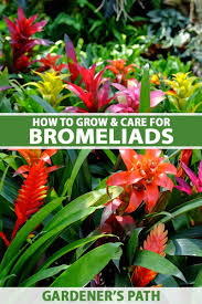 grow and care for bromeliads indoors