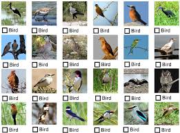 Er staan 2 big garden birdwatch te koop op etsy, en gemiddeld. Bird Watching Checklist What You Should Know About It Bird Watching Bird Garden Bird