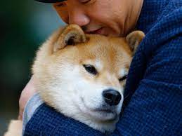 of shiba inu's total supply is burned