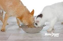 can-cats-drink-tap-water