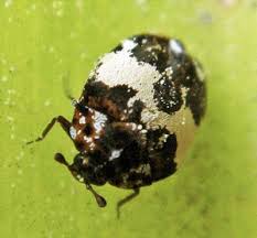 carpet beetles in house plants