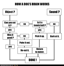 How A Dogs Brain Works Funny Dog Thoughts Dog Logic