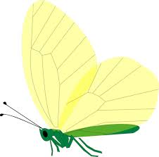 Image result for butterfly green yellow