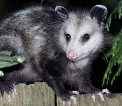 Most pest control companies will humanely trap and release large mammals from your property also. Pest Force Pest Control Possum Control Removal New Braunfels