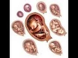 Anatomy And Physiology Of Embryological Fetal Development