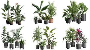 Indoor Plants Collection 01 Cgtrader