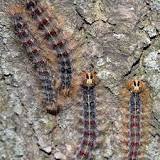 how-do-you-stop-a-gypsy-moth-infestation