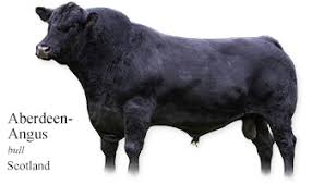 The Cow Wall Alphabetical A Z Cattle Breed Picture