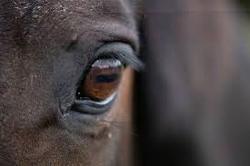 equine eye conditions vision problems