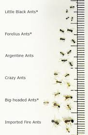 Ut Extension Fire Ants