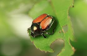 Japanese beetles ile ilgili gÃ¶rsel sonucu